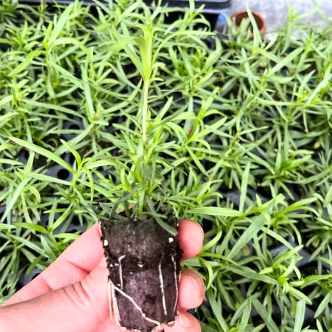 Pack 2 Tarragon Plants Live, Tarragon Herb Well Rooted 4 to 5 Inch, Tarragon Mint for Planting