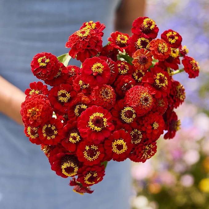 Eden Brothers Zinnia Seeds - Lilliput Redman, Non-GMO Seeds for Planting, Packet | Low-Maintenance Flower Seeds, Plant During Spring, Zones 3, 4, 5, 6, 7, 8, 9, 10