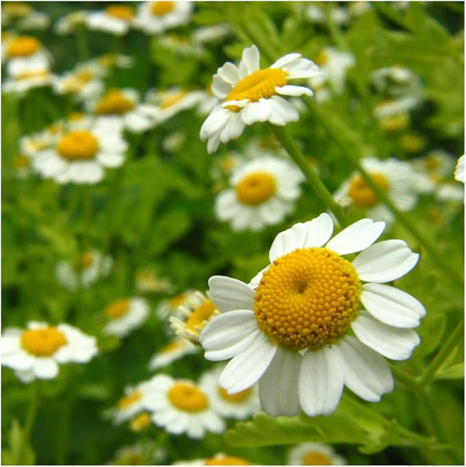 Seed Needs, German Chamomile Seeds - 500 Heirloom Seeds for Planting Matricaria recutita - Medicinal Herb for Indoor/Outdoor Gardens, Non-GMO & Untreated (5 Packs)