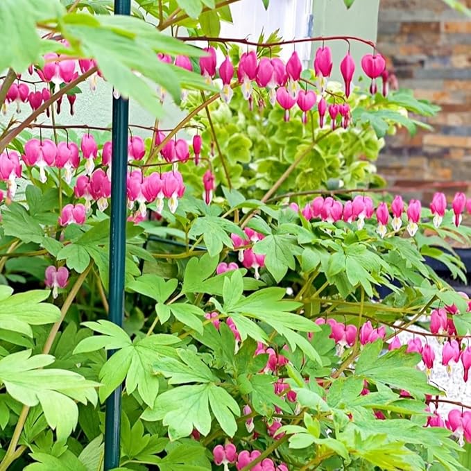 Dicentra Spectabilis Seeds: 100 PCS Premium Bleeding Heart – Shade-Tolerant, Long-Blooming Ornamental Plant for Home Gardens