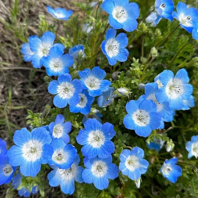 Nemophila Baby Blue Eyes Flower Seeds – 1000+ Non-GMO Annual Wildflower Seeds – Easy Growing, Deer Resistant,Perfect for Garden & Landscape