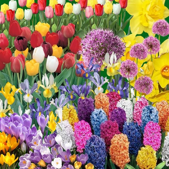 30 Mix Flower Bulbs, Assorted Bulbs for Planting, Mixed Daffodils, Hyacinths, Allium, Iris and More - Colorful Hardy Perennial Flower Bulb Bulk for Spring Blooms, Fall Planting in Gardens, Borders