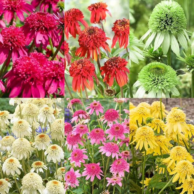 1000+ Double Echinacea Coneflower Seeds for Planting -Perennial Cone Flower Seeds Attracts Pollinators