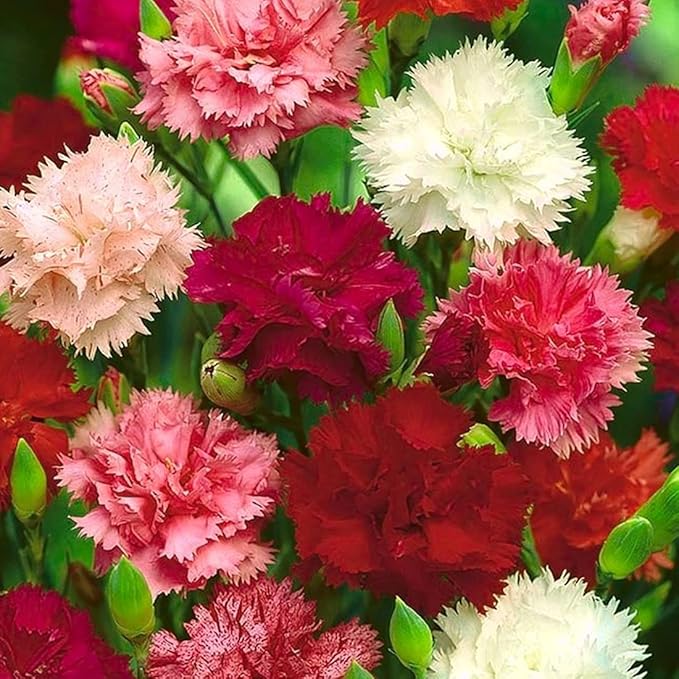 50 X Mixed Carnation Seeds for Planting Outdoor Grow Flowers in Pots Basket Gardens Multicolor Flowers Seeds