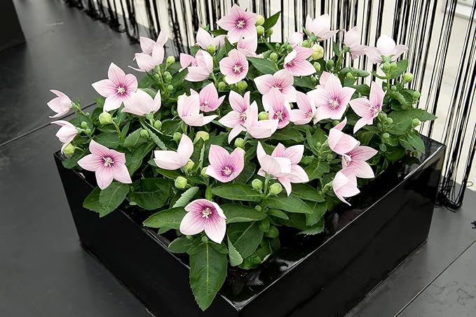 Seeds Pink Balloon Flower Platycodon Chinese Bellflower Perennial Flowers