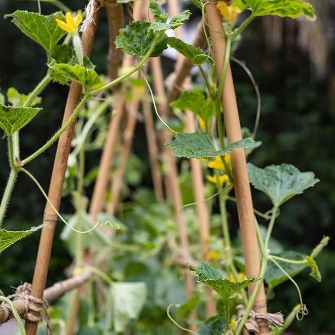 Plant Stakes,20Pcs Bamboo Stakes,16 Inches Natural Bamboo Plant Support Stakes,Bamboo Stakes for Indoor and Outdoor Plants Tomatoes Beans Flowers Potted Plants Climbing Support