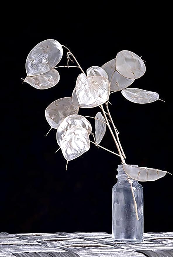 150 Seeds Lunaria - Money Plant Seeds - Marde Ross & Company
