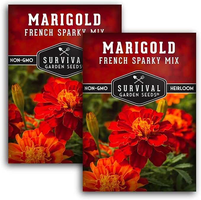 French Sparky Marigold Seeds for Planting - Grow Red & Orange Patula Flowers in Your Home Vegetable Garden - Heirloom Non GMO - Survival Garden Seeds (2 Packs)