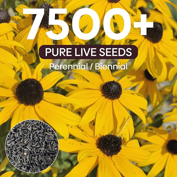 Black Eyed Susan Seeds, Perennial Rudbeckia Hirta Yellow Flower for Attract Pollinators, Non-GMO, Heirloom Wildflowers Seeds, USDA Zone 3-9, 2g