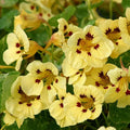 Eden Brothers Nasturtium Seeds - Cream Troika