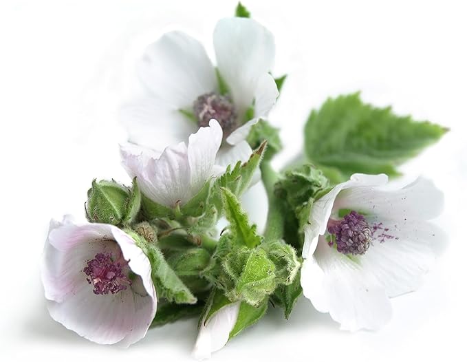 TKE Farms & Gardens - Marshmallow Seeds for Planting, 250+ Non-GMO, Heirloom Seeds, Grow Marshmallow Root for Herbal Tea, Perennial Herb, Instructions Included