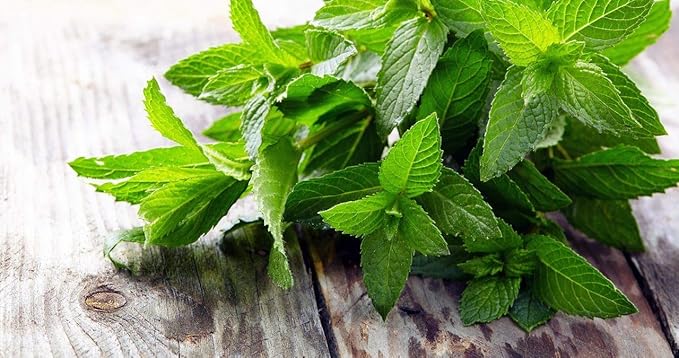 Seeds Herb Lemon Balm (Melissa Officinalis) Medicinal - 300 Seeds