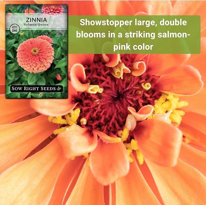 Sow Right Seeds - Salmon Queen Zinnia Seeds for Planting - Non-GMO Heirloom Packet to Plant & Grow an Outdoor Home Flower Garden - Annual, Giant Pink Blooms to Cut and Come Again (2)