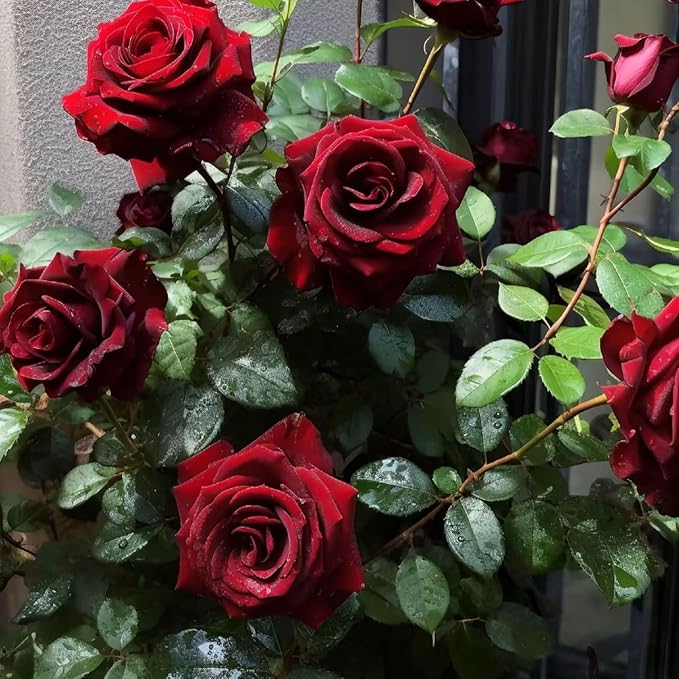 Rose Seeds for Planting, 300+pcs Rare Climbing Rose Flower Seeds, Non-GMO Heirloom Ground Cover Home Garden Blooms Flowers in Outdoors Indoors