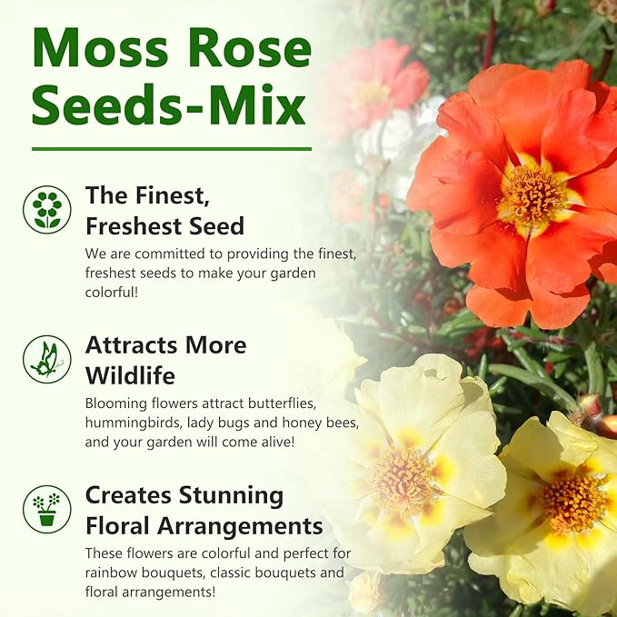 Moss Rose Seeds, 10,000+ Bulk Flower Seeds for Planting Outdoors(99% Pure Live, Non-GMO), Mixed Colors and Large Blooms, Attracts Pollinators, Easy to Grow