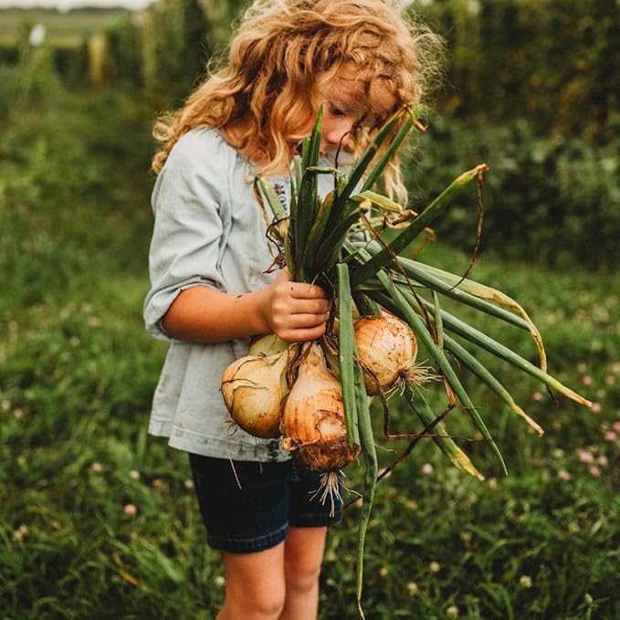 Walla Walla Onion - 50 Seeds - Large Heirloom Yellow Onion Variety, Giant Sweet Onions Reach up to 2lb, Non-GMO Heirloom Onion Seeds for Planting in The Home Garden, Thresh Seed Company
