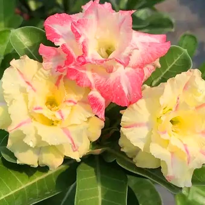 Mixrug 5pcs Colorful Desert Rose Seeds for Planting, Rare Beauty Desert Rose Flower Seeds, Heirloom Non-GMO Home Garden Pretty Rosa Flowers Plants in Outdoors