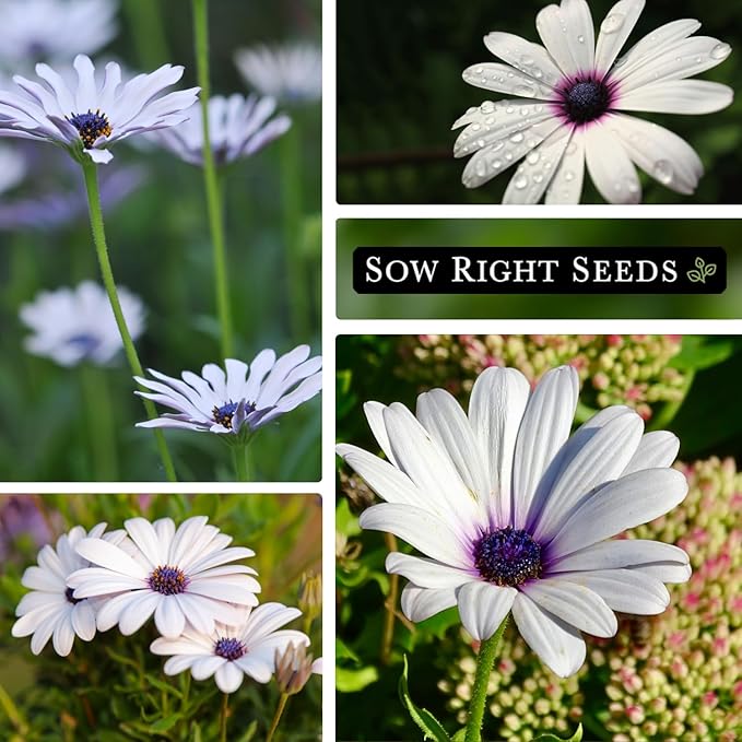 Sow Right Seeds - Cape Daisy Flower Seeds for Planting - Non-GMO Heirloom Packet with Instructions to Grow - White with Glowy Purple Centers - Lovely Daisies for Your Garden - Classic Annual (3)