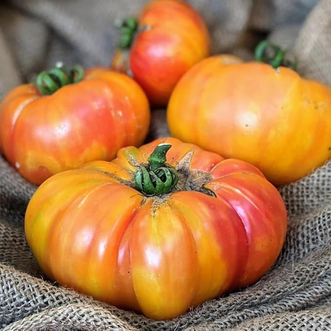30 Rainbow Beefsteak Tomato Seeds for Planting, Tomato Vegetable Seeds to Grow Indoor Outdoor