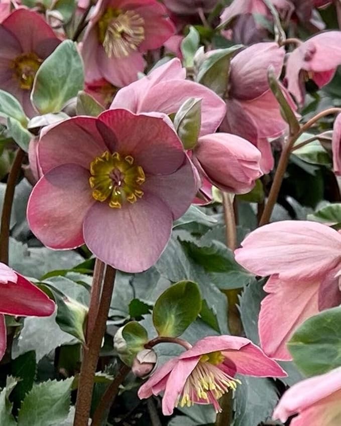 Perennial Farm Helleborus HGC® Ice N' Roses® Rose No. 1