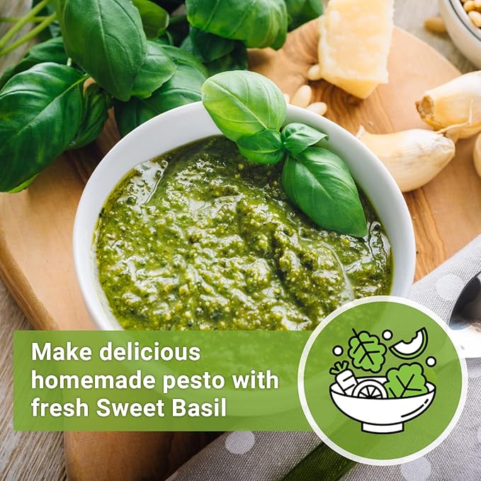 Sow Right Seeds - Genovese Sweet Basil Seed for Planting - Non-GMO Heirloom Packet with Instructions to Plant and Grow a Kitchen Herb Garden - Indoors or Outdoor - Great for Hydroponic Gardening (3)