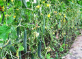 SeedsUP - 10+ Seeds Indoor Cucumber Zozula F1 Self-Pollinating - Vegetable Green