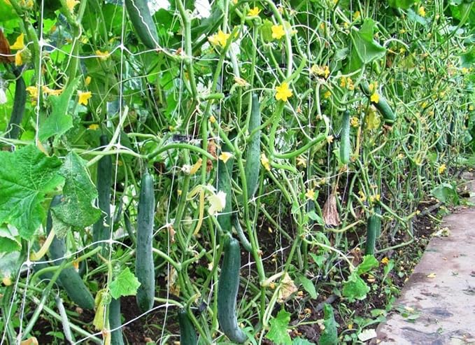 SeedsUP - 10+ Seeds Indoor Cucumber Zozula F1 Self-Pollinating - Vegetable Green