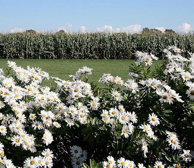 Englemann Daisy Seeds - Perennial Native - 6500 Seeds