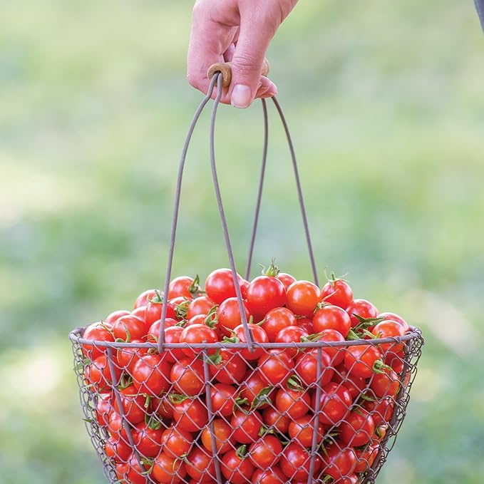 Burpee 'Cherry Baby Hybrid' Tomato Seeds for Planting- Non-GMO, Indeterminate, Cherry Tomatoes, 23mg Seed Packet