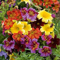 Outsidepride Painted Tongue Salpiglossis Seeds - 10000 Pcs. Annual, Versatile & Pollinator Friendly, Flower Seeds for Planting Vibrant Trumpet-Shaped Mixed Blooms for Garden Beds & Cut Flower Bouquets