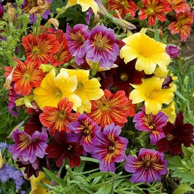 Outsidepride Painted Tongue Salpiglossis Seeds - 10000 Pcs. Annual, Versatile & Pollinator Friendly, Flower Seeds for Planting Vibrant Trumpet-Shaped Mixed Blooms for Garden Beds & Cut Flower Bouquets