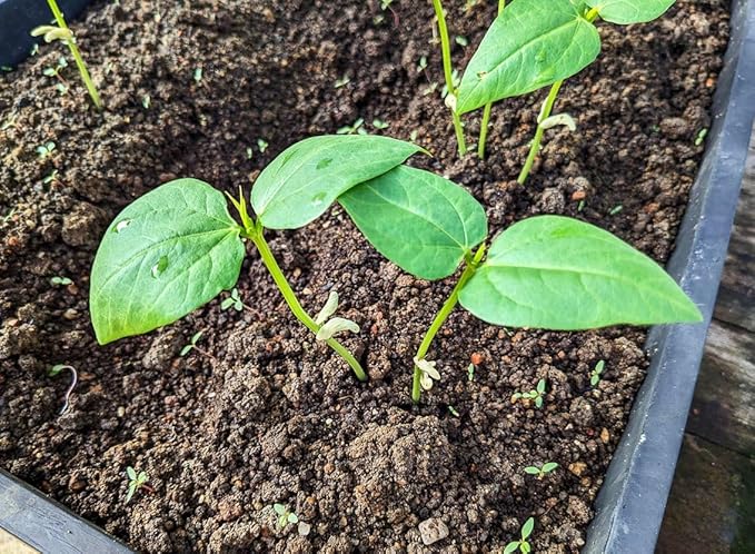 50+ Seeds Snake Yard Long Asparagus Pole Bean Seeds for Planting Red and Green Noodle Beans Heirloom Non-GMO Delicious Vegetable Seeds