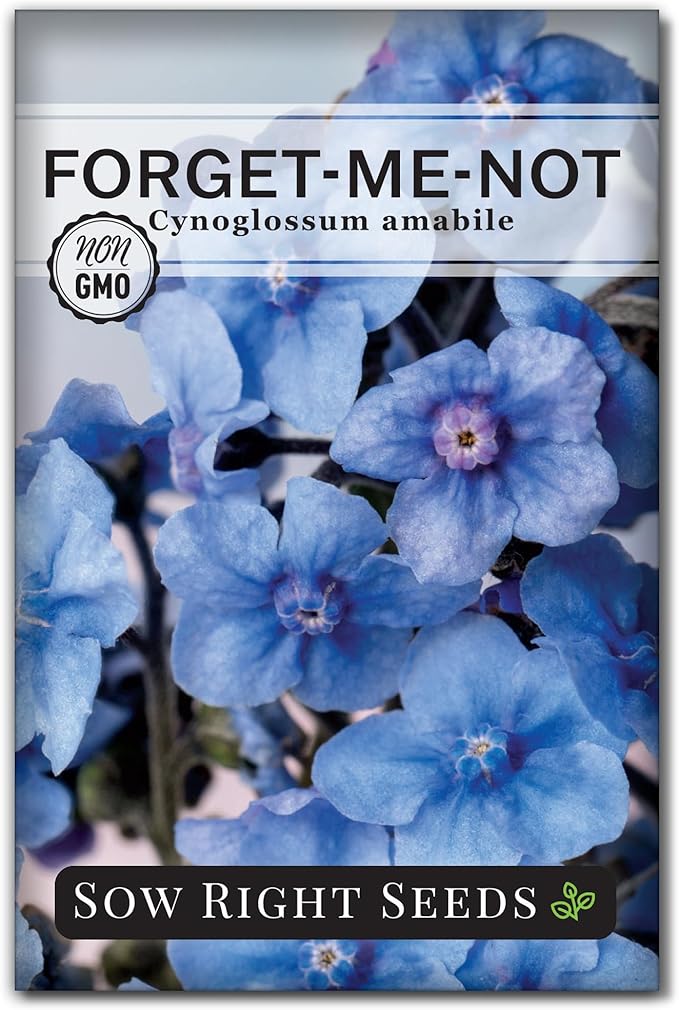 Sow Right Seeds - Forget-Me-Not Flower Seeds for Planting (Cynoglossum amabile) - Non-GMO Heirloom Packet with Instructions - Great to Pair with Cards of Remembrance - Small Blue Memory Blooms (1)