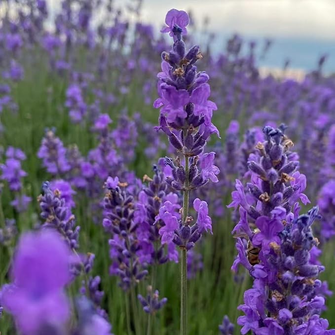1000 Lavender Seeds – Non-GMO Heirloom Flower Seeds for Planting, Fragrant Blooms for Outdoor Gardens & Borders