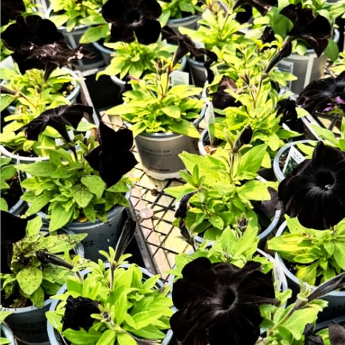 300PCS Black Petunia Seeds for Planting,Dwarf Wave Petunia Flowers Seeds to Plant Garden Hanging Baskets Flower in Home Gardens
