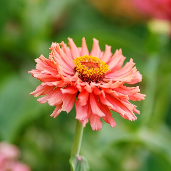Eden Brothers Zinnia Seeds - Senorita, Non-GMO Seeds for Planting, 1 oz | Low-Maintenance Flower Seeds, Plant During Spring, Zones 3, 4, 5, 6, 7, 8, 9, 10
