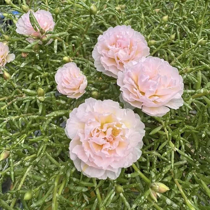 200+ Light Pink Moss Rose Seeds Portulaca Grandiflora Vietnam Rose Flowers Seeds Heirloom Succulent Ground Cover Flowers