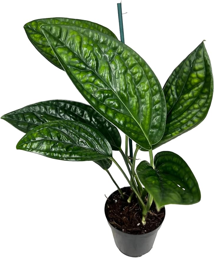 GARDENERA Monstera Peru Plant Soil Mix - Monstera Karstenianum - Expertly Formulated for Strong and Healthy Roots - 3 Quart