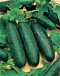 Marketmore 76 Cucumber Seeds - 100 Count Seed Pack - A Sweet mild Flavor and are Great for Slicing and Adding to Many of Your Favorite Dishes - Country Creek LLC