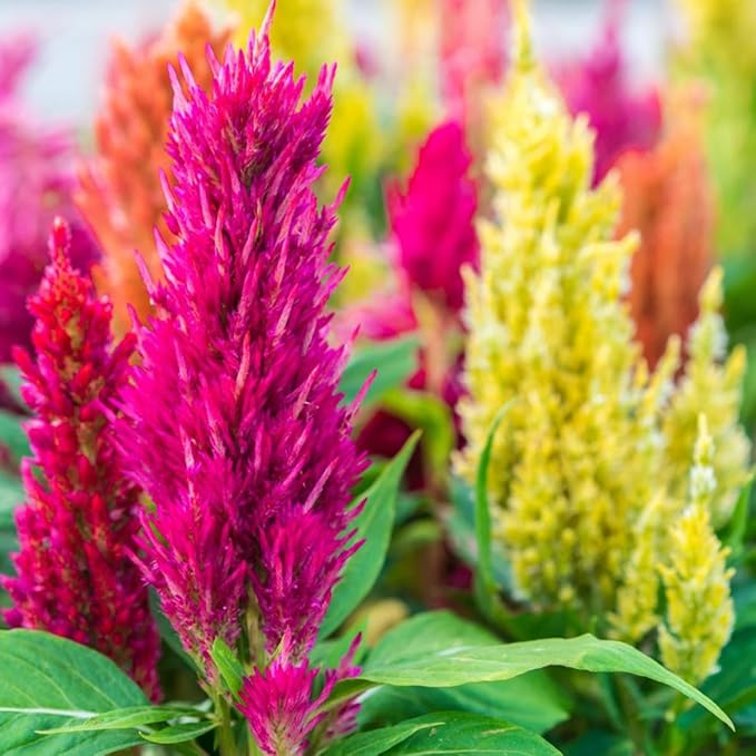 200 X Mixed Cockscomb Seeds Celosia Flower Seeds for Planting & Growing Easy to Grow Home Gardens Wildflower Seeds
