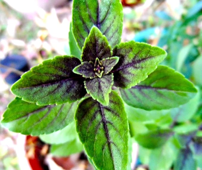 Unique Cinnamon Basil Mexican Spice 200+ Seeds for Planting Herb Garden