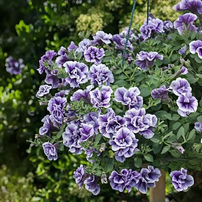 295pcs Double Petunia Flower Seeds – Premium Ruffled Bloom Variety, Vibrant Mixed Colors, Long Blooming Annual, Compact & Easy-to-Cultivate for Garden Beds, Hanging Baskets & Patio Containers