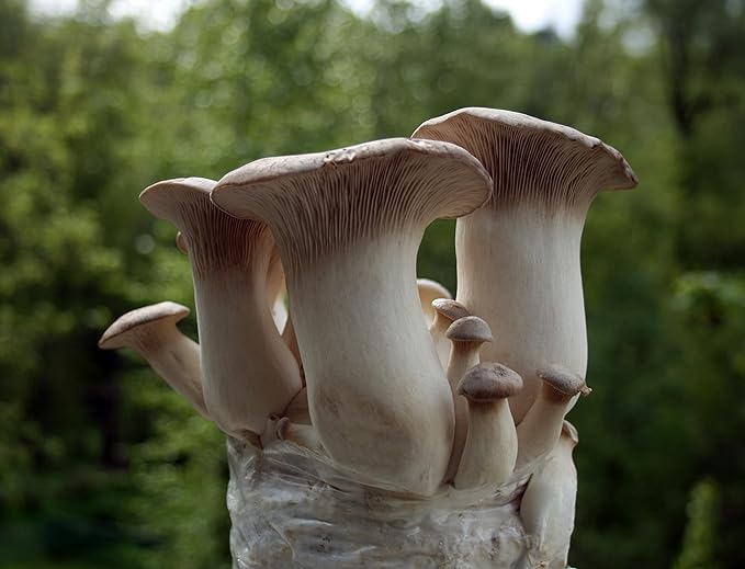 Root Mushroom Farm-King Oyster Grain Spawn(NOT A GROW KIT)