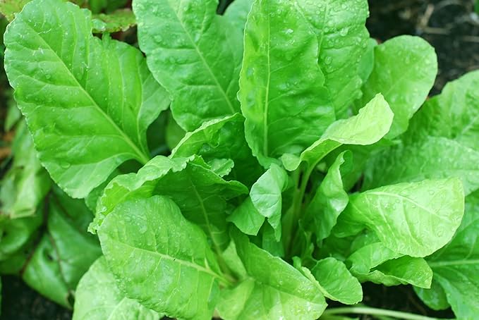 Seeds Vegetable Four Season Spinach Giant - 300 Seeds