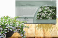 Outsidepride White Snowtopia Bacopa Seeds - 20 Pcs Low Maintenance Perennial Flower Seeds with Cascading, Vibrant Blooms & Trailing Growth Habit, for Containers, Baskets, & Window Boxes