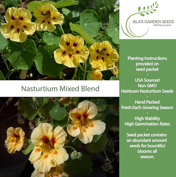 Peach Melba Dwarf Nasturtium Seeds (Tropaeolum nanum) – 30+ Heirloom Non-GMO Seeds by Isla’s Garden Seeds, Compact Edible Flower, Cream Peach Blooms with Red Centers, Container Friendly, Fast Growing