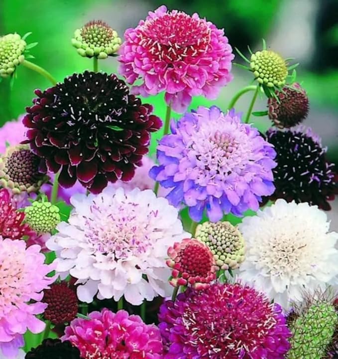 Seeds Pincushion Flower Mix - Scabiosa - Annual Flowers for Planting