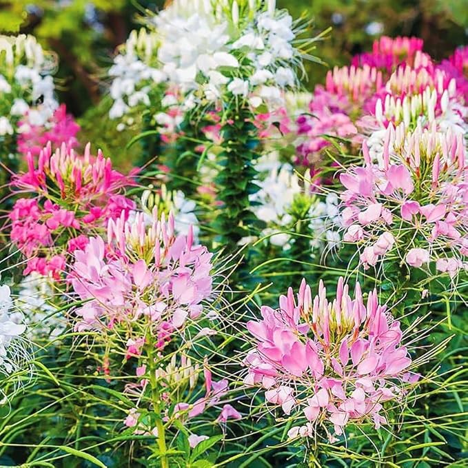 200+ Seeds Spider Plant Queen Mix Cleome - Flower Multicolor