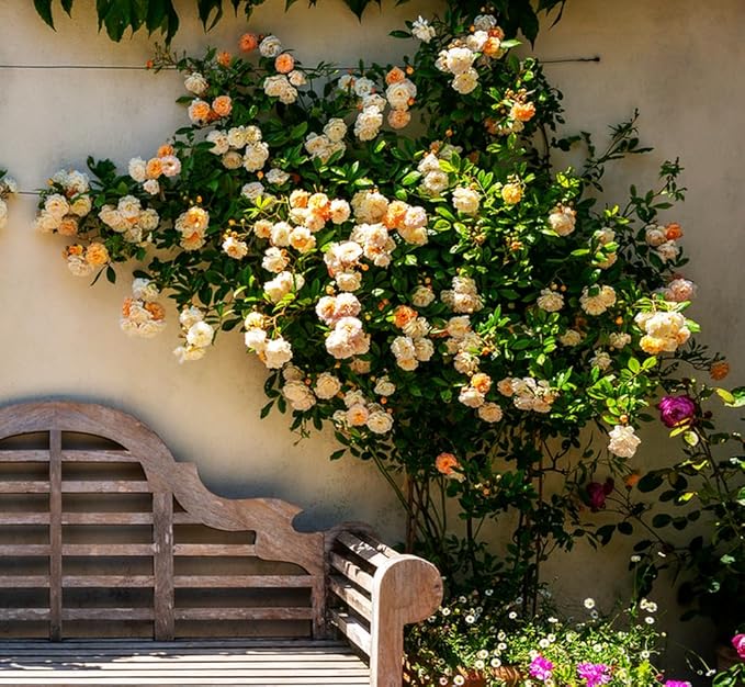 100+ Mix Climbing Rose Seeds for Planting Outdoors