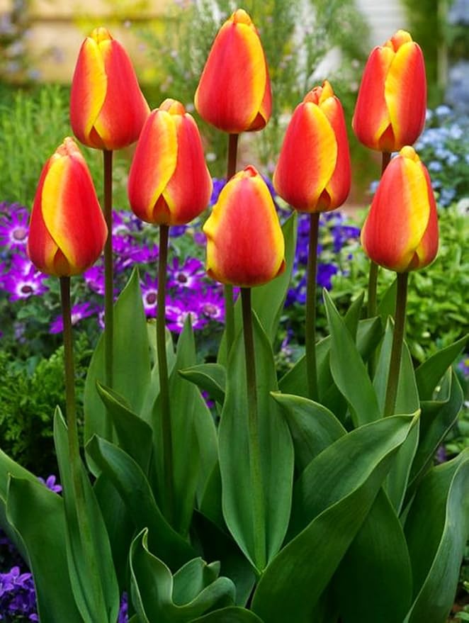 Tulipa Fringed Mixture Tulip Bulbs Size 11/12 for Planting - Plant in Fall, Winter or Early Spring (Apeldoorn's Elite, 15, Count)